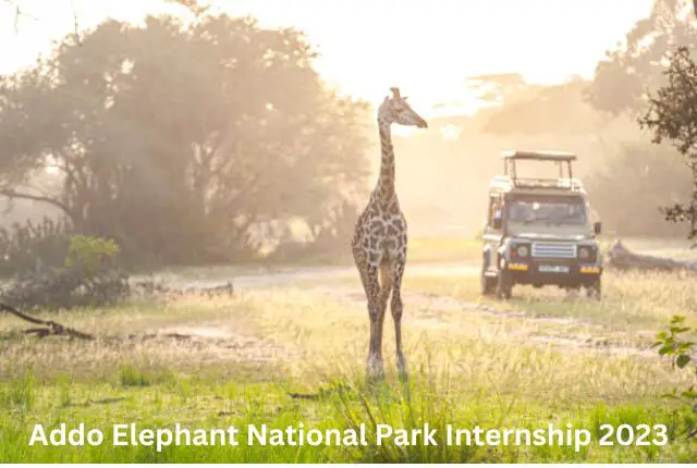 Addo Elephant National Park Internship 2023